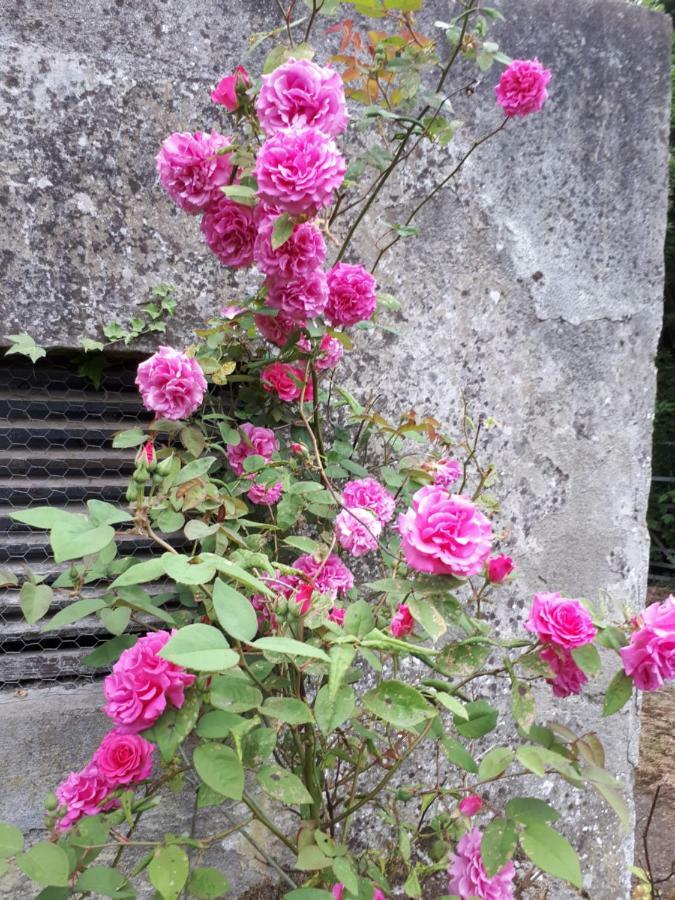 Conways B&B Claremorris Buitenkant foto